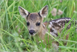 <p>SRNEC OBECNÝ (Capreolus capreolus) Šluknovsko - Jiříkov (European roe deer / Reh</p>